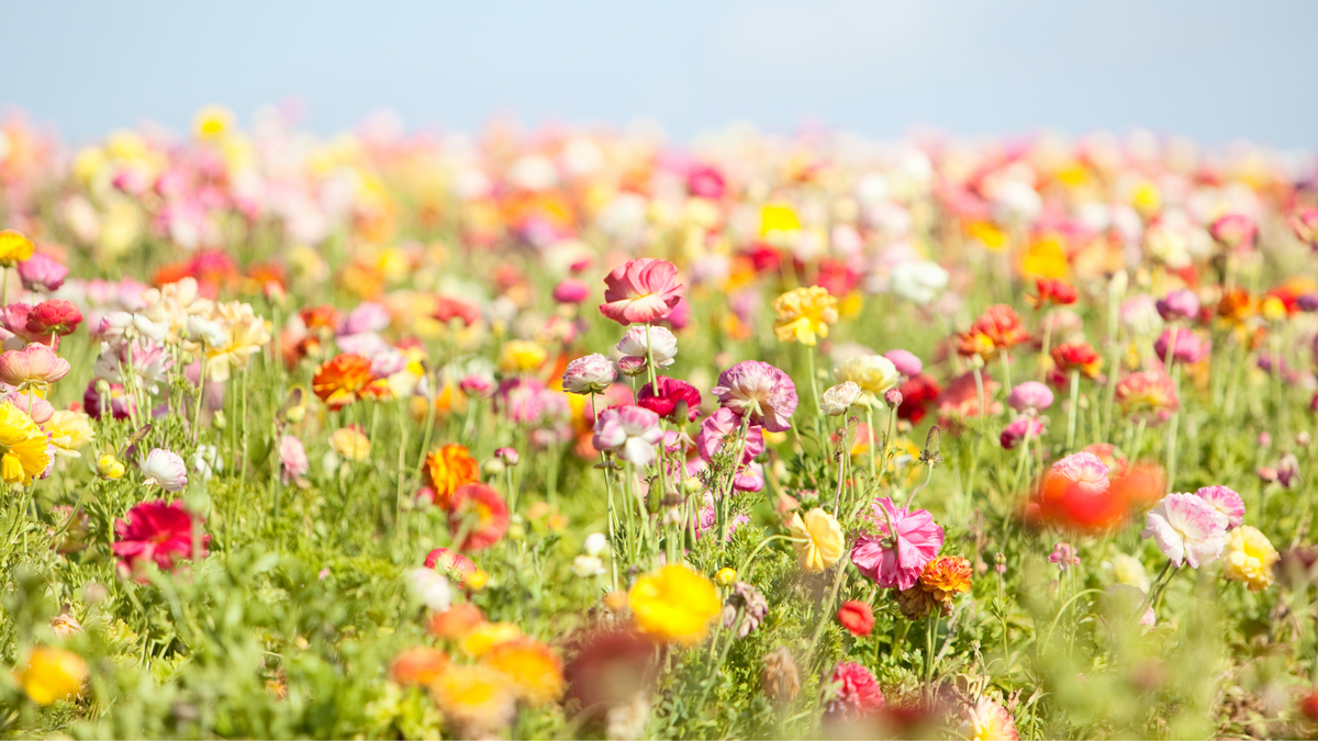 Spring Fragrance Trends for 2025: Fresh Scents to Welcome the Season