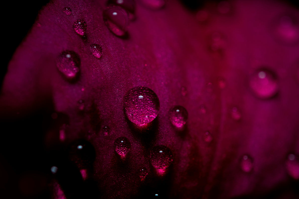 Fall Fragrance Trends 2025: Witchy Scents and Nocturnal Florals