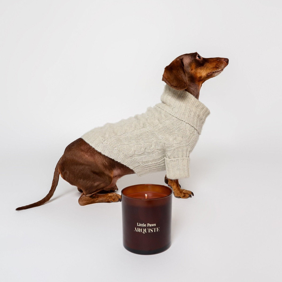 Little paws candle in front of a dog wearing a sweater