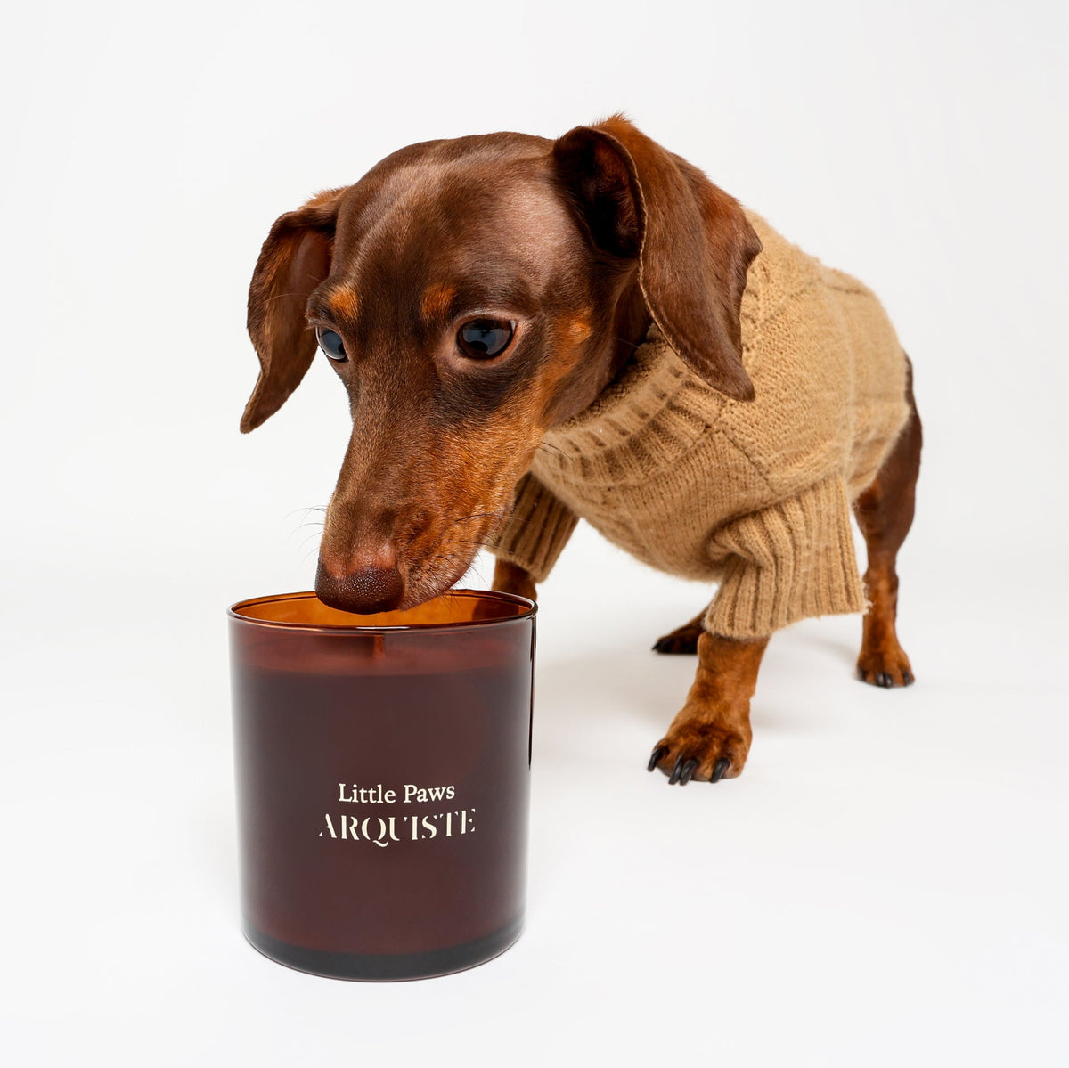 Dog sniffing a Little Paws candle 
