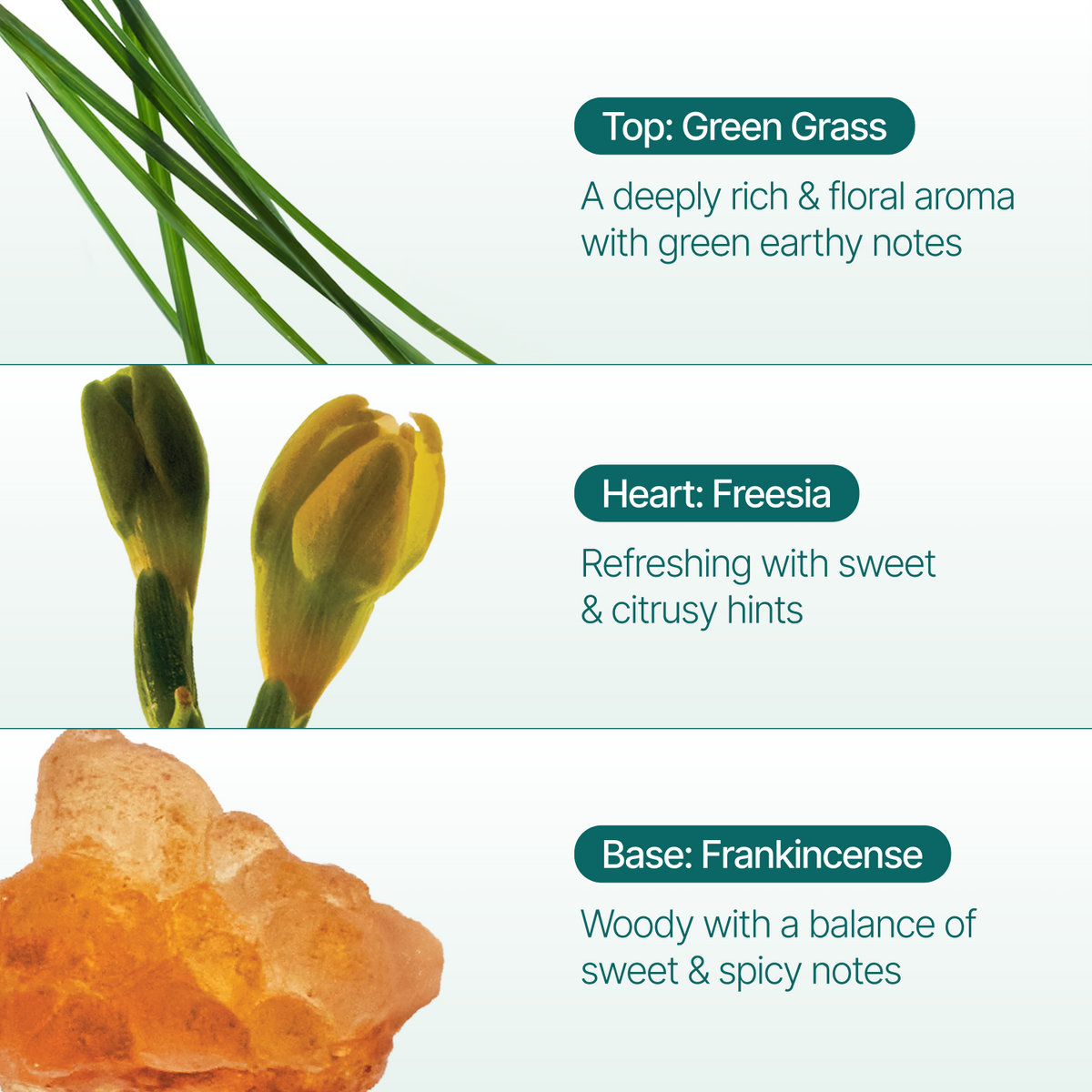 A fragrance notes graphic with three horizontal sections: top labeled 'Top: Green Grass' with green grass imagery and text about a floral, green-earthy aroma; middle labeled 'Heart: Freesia' with yellow freesia blossoms and text about sweet citrusy hints; bottom labeled 'Base: Frankincense' with amber frankincense crystals and text about woody sweet and spicy notes.