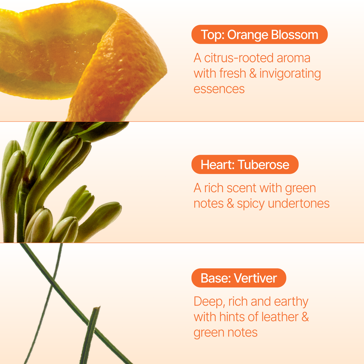 A fragrance notes graphic with a citrus slice at the top, green tuberoses in the middle, and green stems at the bottom on a pale beige background. Text labels identify the scent layers: Top Orange Blossom, Heart Tuberose, and Base Vertiver.