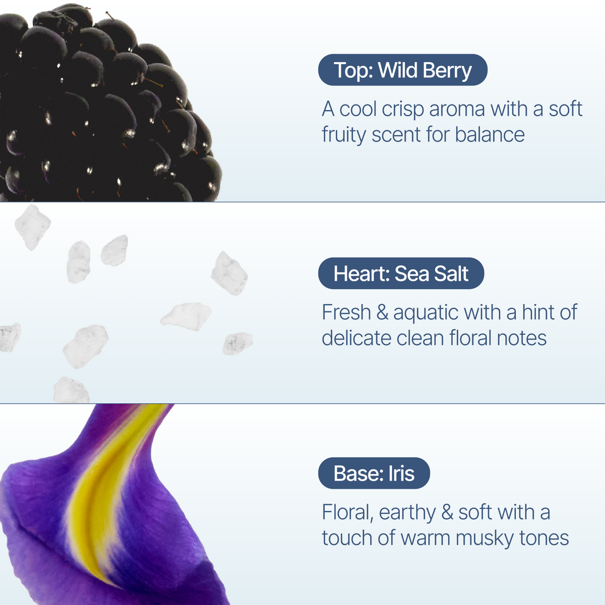 A fragrance notes graphic with three horizontal panels. The top panel shows a close-up of a dark wild berry and reads 'Top: Wild Berry' with a scent description.