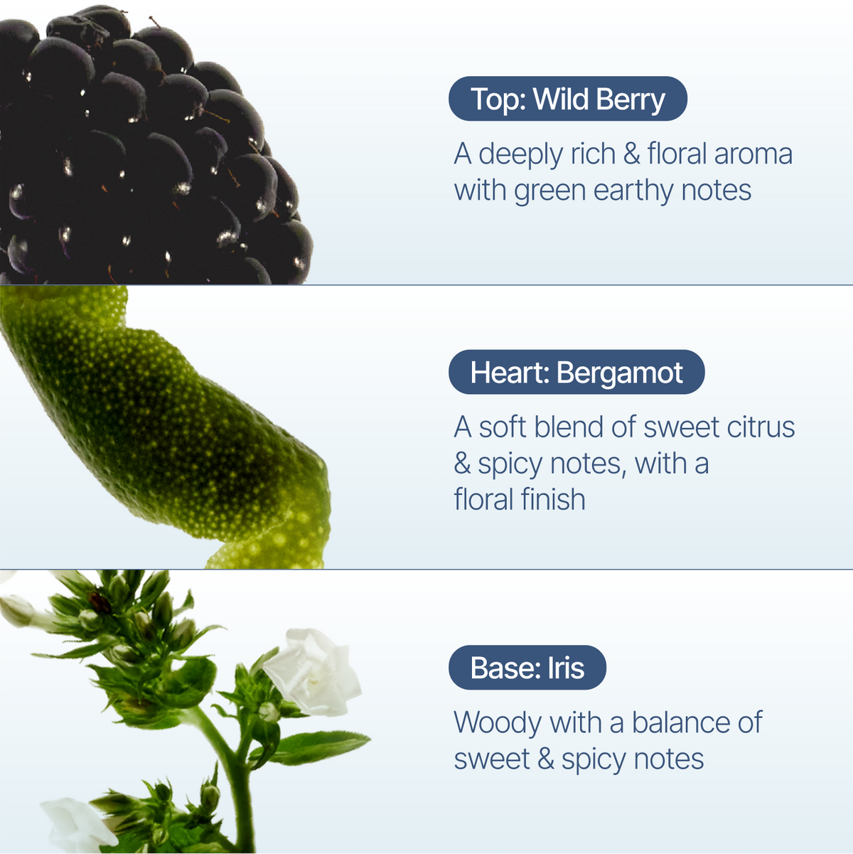 A fragrance notes graphic with three horizontal panels: a close-up of a blackberry labeled 'Top: Wild Berry,' a close-up of a bergamot citrus peel labeled 'Heart: Bergamot,' and white flowers labeled 'Base: Iris.' Text describes the aroma and notes for each section.
