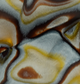 Abalone