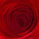 Written in Blood